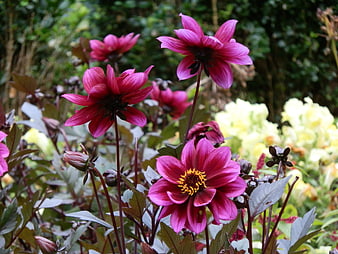 Vibrant Pink Dahlias in a Lush Garden Setting