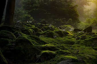 Mossy Rocks In Misty Forest With Sunbeams