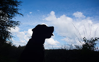 Silhouette of a dog against a blue sky with clouds