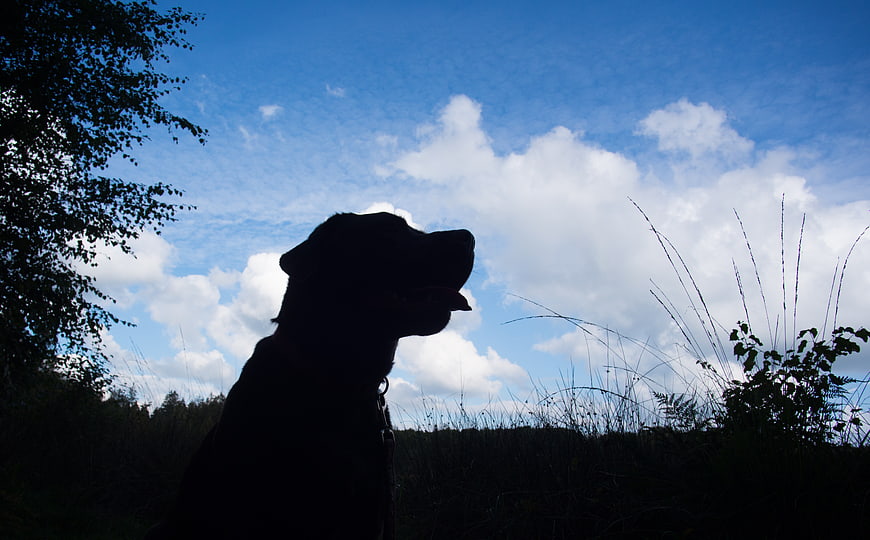 Silhouette of a dog against a blue sky with clouds