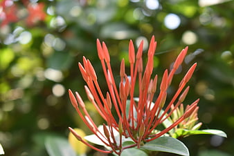 Close-up of vibrant red Ixora flower buds against green bokeh