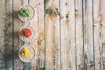 Three small potted succulents on rustic wooden planks