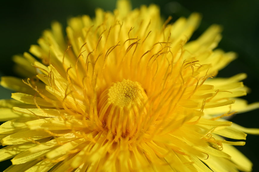 Close-up of a vibrant yellow dandelion flower