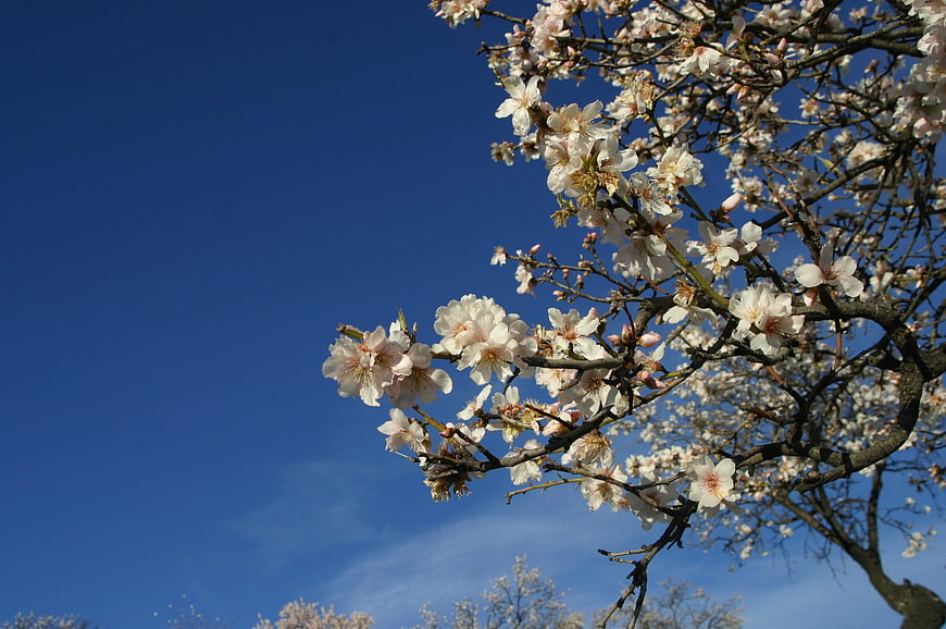 White almond blossoms on branches against a clear blue sky