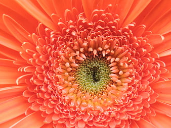 Close-up of vibrant orange gerbera daisy flower center