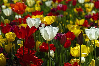 Vibrant Red, Yellow, and White Tulips in a Spring Garden