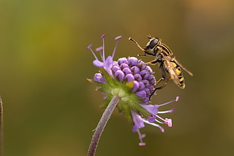 Close-up of a Hoverfly on a Purple Flower Bud