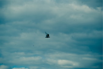 Lone bird flying against a moody blue cloudy sky
