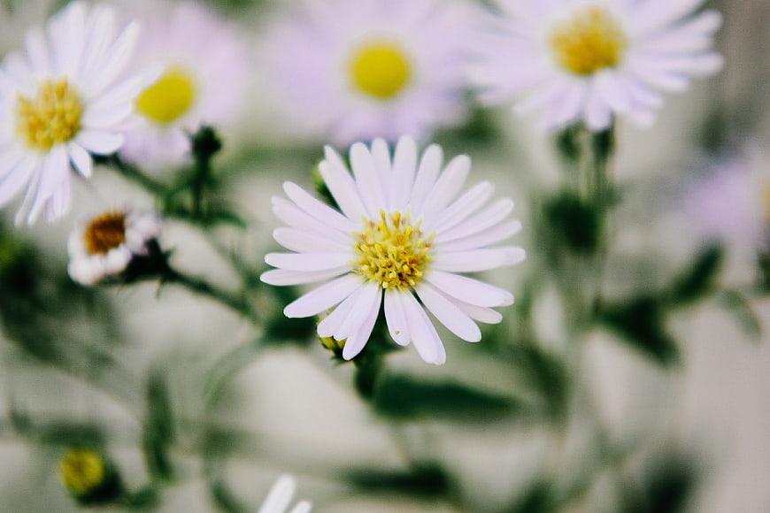 Close-up of delicate white aster flowers with yellow centers