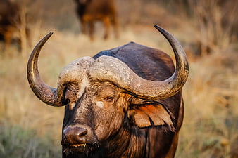 Close-up portrait of a Cape buffalo in the African savanna