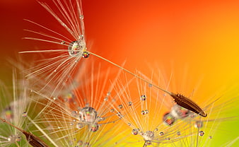 Macro Dandelion Seeds with Dewdrops on Vibrant Orange Background