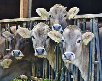 Curious Cows with Ear Tags Looking Over Metal Fence
