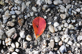 Red autumn leaf on gray pebbles and sand