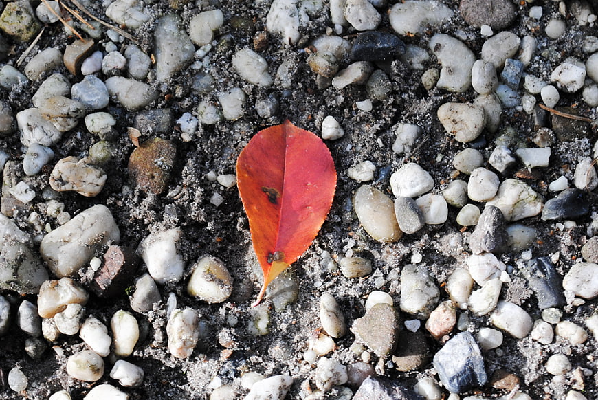 Red autumn leaf on gray pebbles and sand