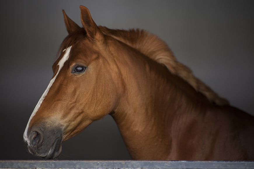 Chestnut Horse Head Portrait With White Blaze On Dark Background