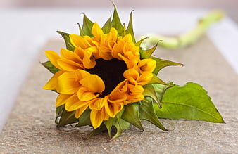 Close-up of a vibrant yellow sunflower on a stone surface