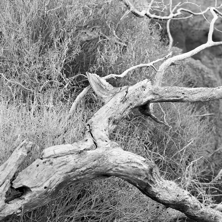 Black and white texture of dry desert wood and shrubbery
