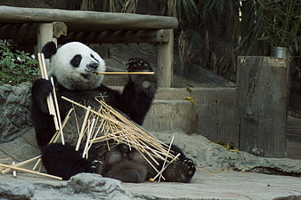 Giant Panda Eating Bamboo in Zoo Enclosure