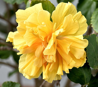 Close-up of a vibrant yellow double hibiscus flower