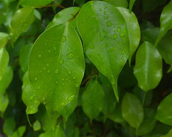 Close-up of vibrant green leaves with fresh rain droplets