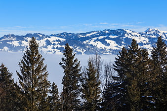 Snowy Swiss Alps Landscape with Pine Trees and Fog