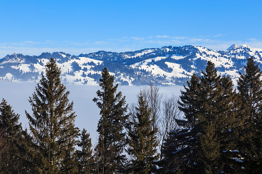 Snowy Swiss Alps Landscape with Pine Trees and Fog