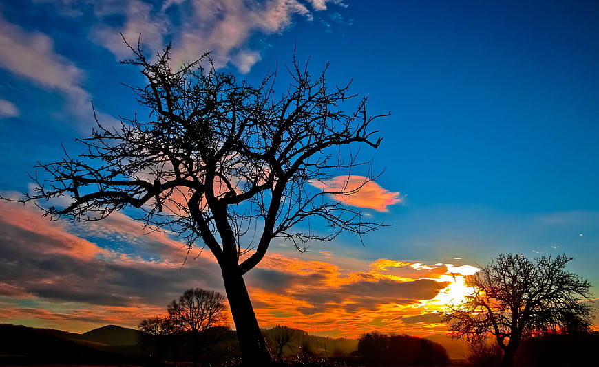 Silhouette of bare tree against vibrant sunset sky