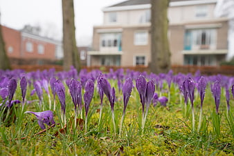Purple Crocus Flowers with Raindrops on Green Grass