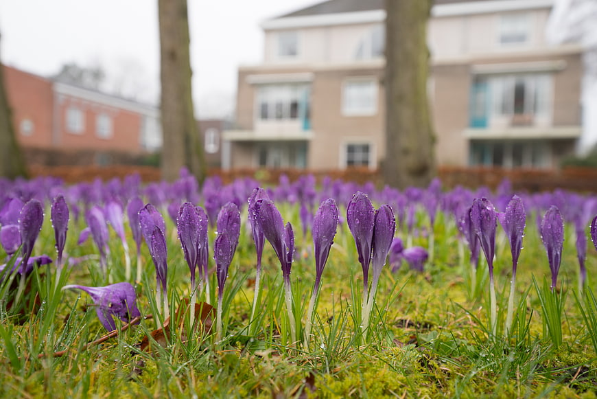 Purple Crocus Flowers with Raindrops on Green Grass