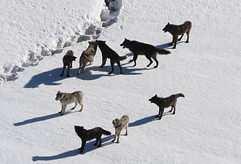 Wolf Pack Walking In Snowy Winter Landscape