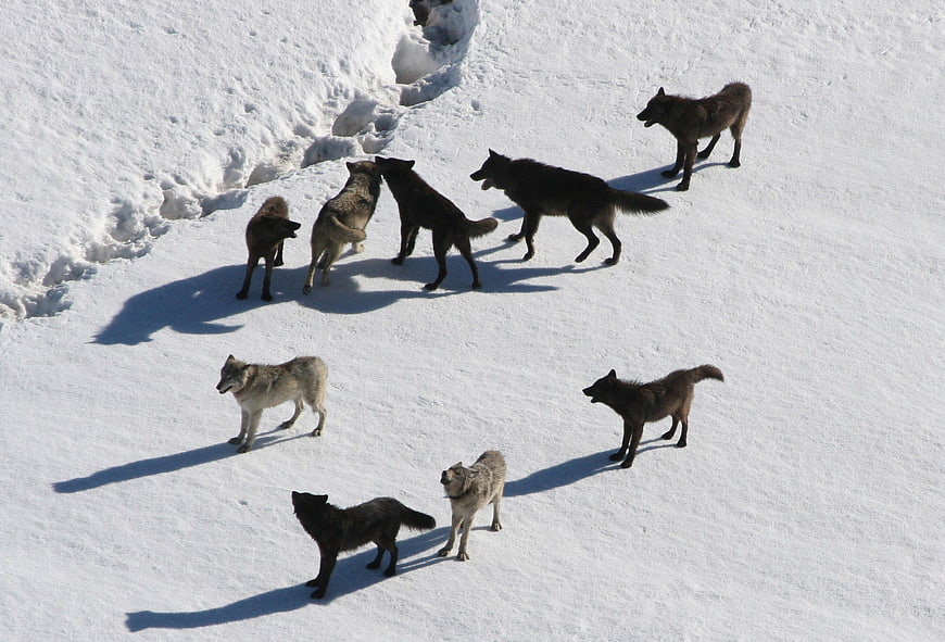 Wolf Pack Walking In Snowy Winter Landscape