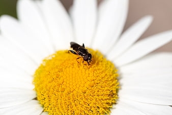 Macro Close-Up of a Hoverfly on a White Daisy