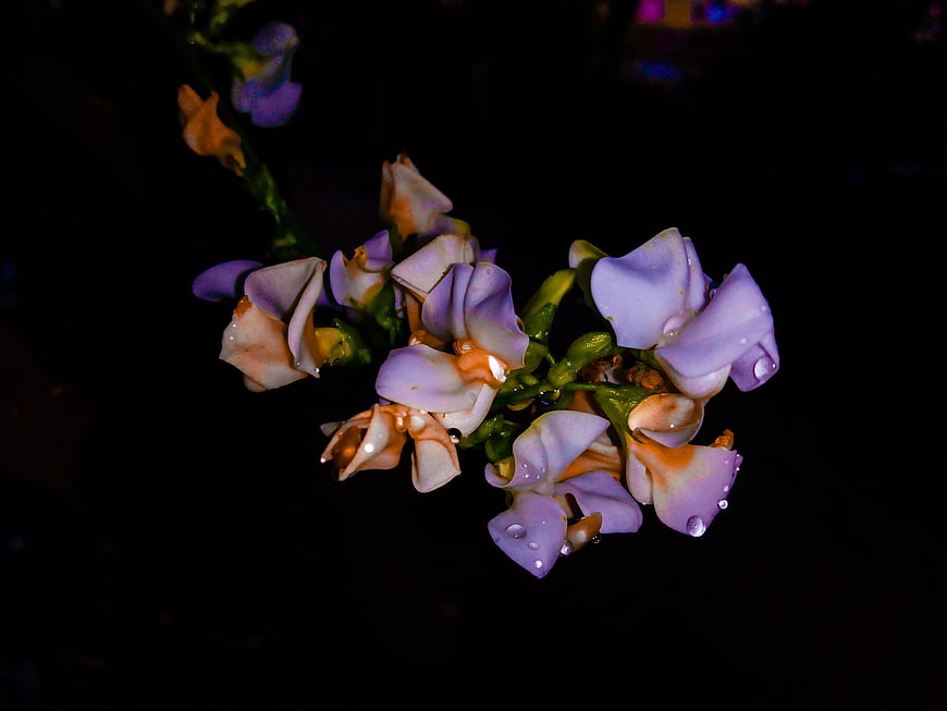 Close-up of purple and white flowers with water droplets on black background