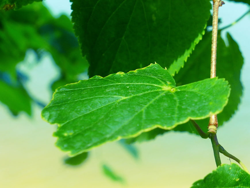 Close-up of vibrant green leaf on a branch