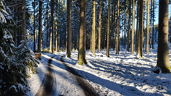 Snowy forest path with long shadows and tall pine trees