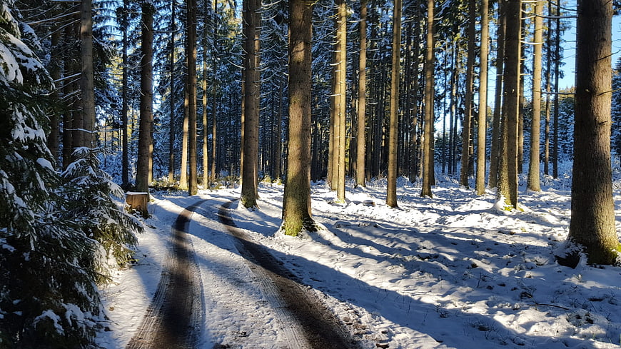 Snowy forest path with long shadows and tall pine trees