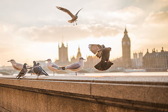 Seagulls and Pigeons Flying Near Big Ben London Sunset