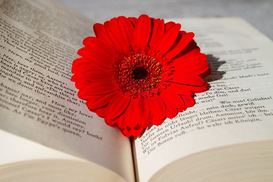 Red Gerbera Daisy on Open Book Pages