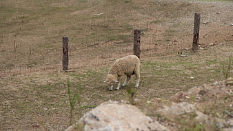 Sheep grazing in a dry, rocky pasture with wooden fence posts