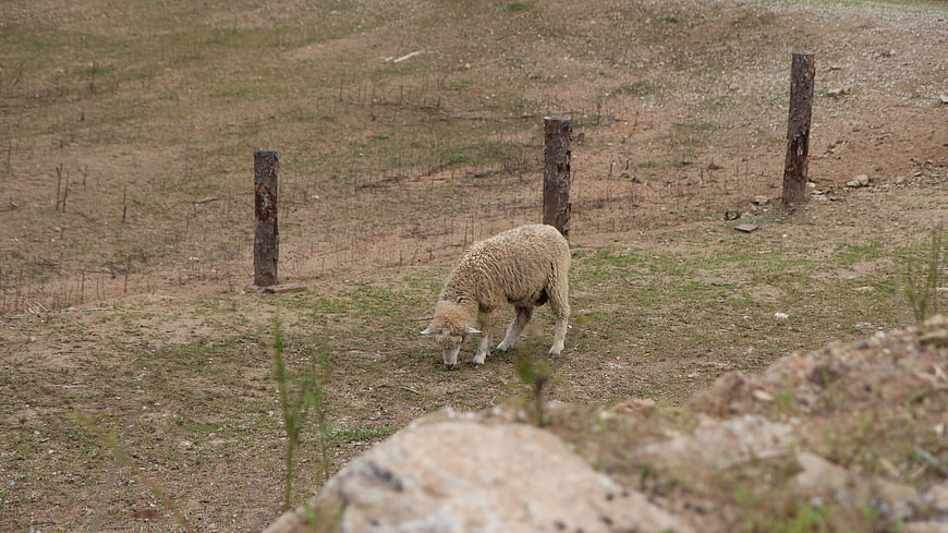 Sheep grazing in a dry, rocky pasture with wooden fence posts