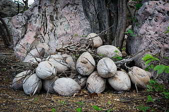 Pile of dried coconuts at the base of a tree