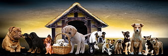 Diverse Group of Dogs and Puppies with Wooden Doghouse