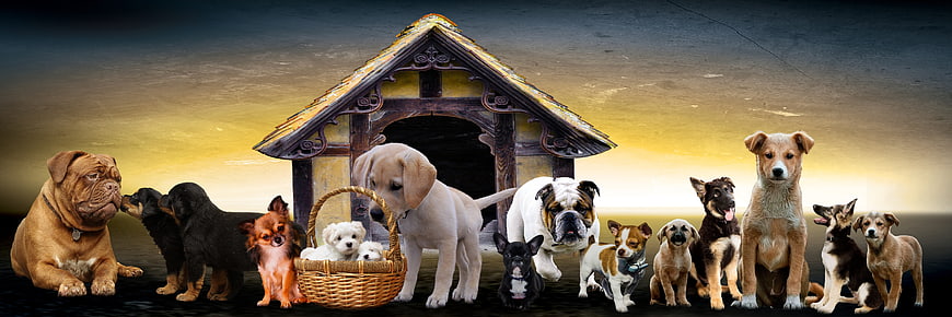 Diverse Group of Dogs and Puppies with Wooden Doghouse