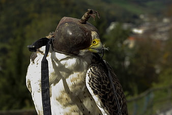 Close-up of a Falcon Wearing a Traditional Leather Hood