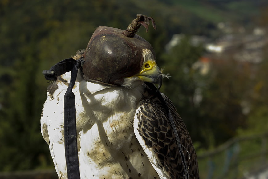 Close-up of a Falcon Wearing a Traditional Leather Hood