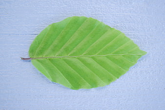 Fresh Green Beech Leaf on Textured White Background