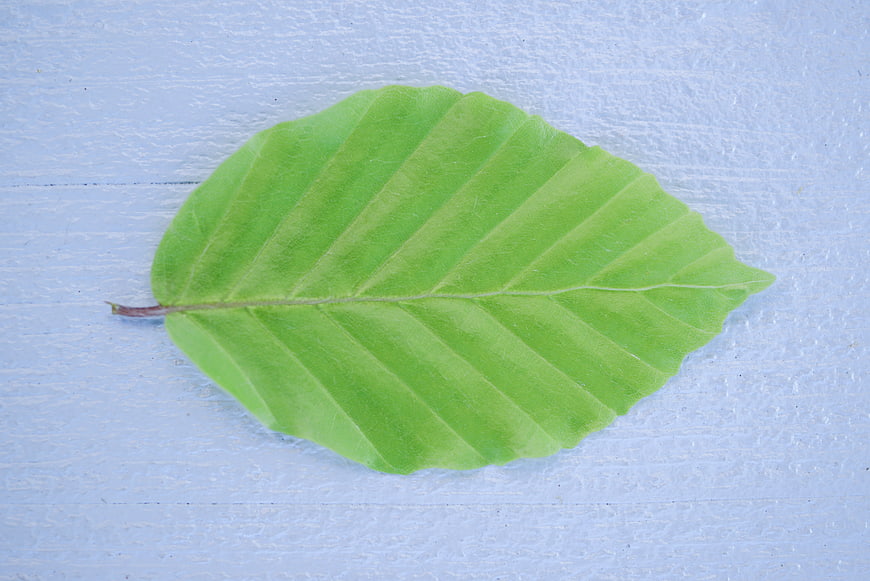 Fresh Green Beech Leaf on Textured White Background