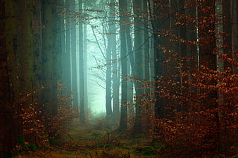Misty Autumn Forest with Tall Trees and Fog