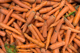 Freshly Harvested Orange Carrots Pile Top View