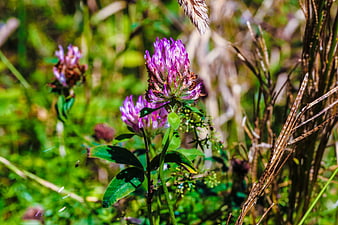 Close-up of purple wildflowers in a sunny summer meadow